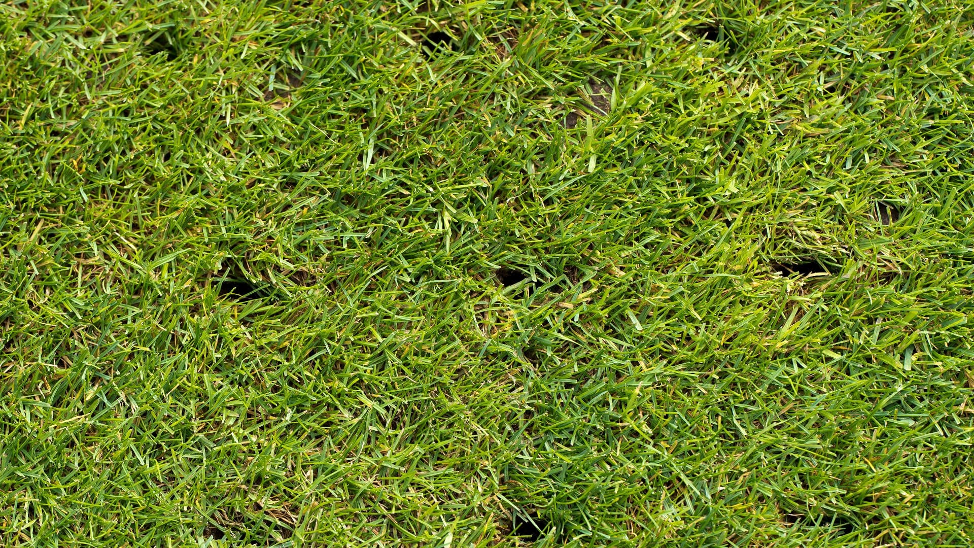 Harlem, GA - Augusta Grass Masters