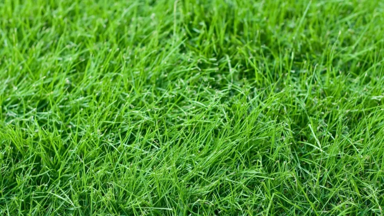 Lawn fertilization service in Georgia with thick green turf