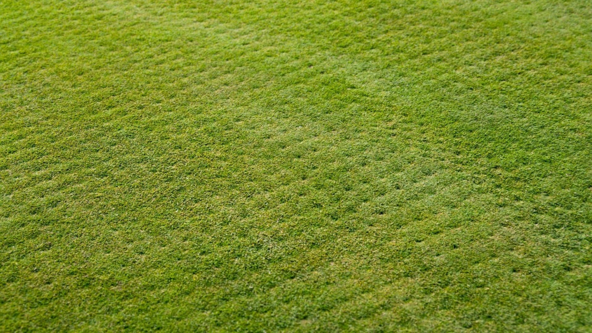 Aiken, SC - Augusta Grass Masters