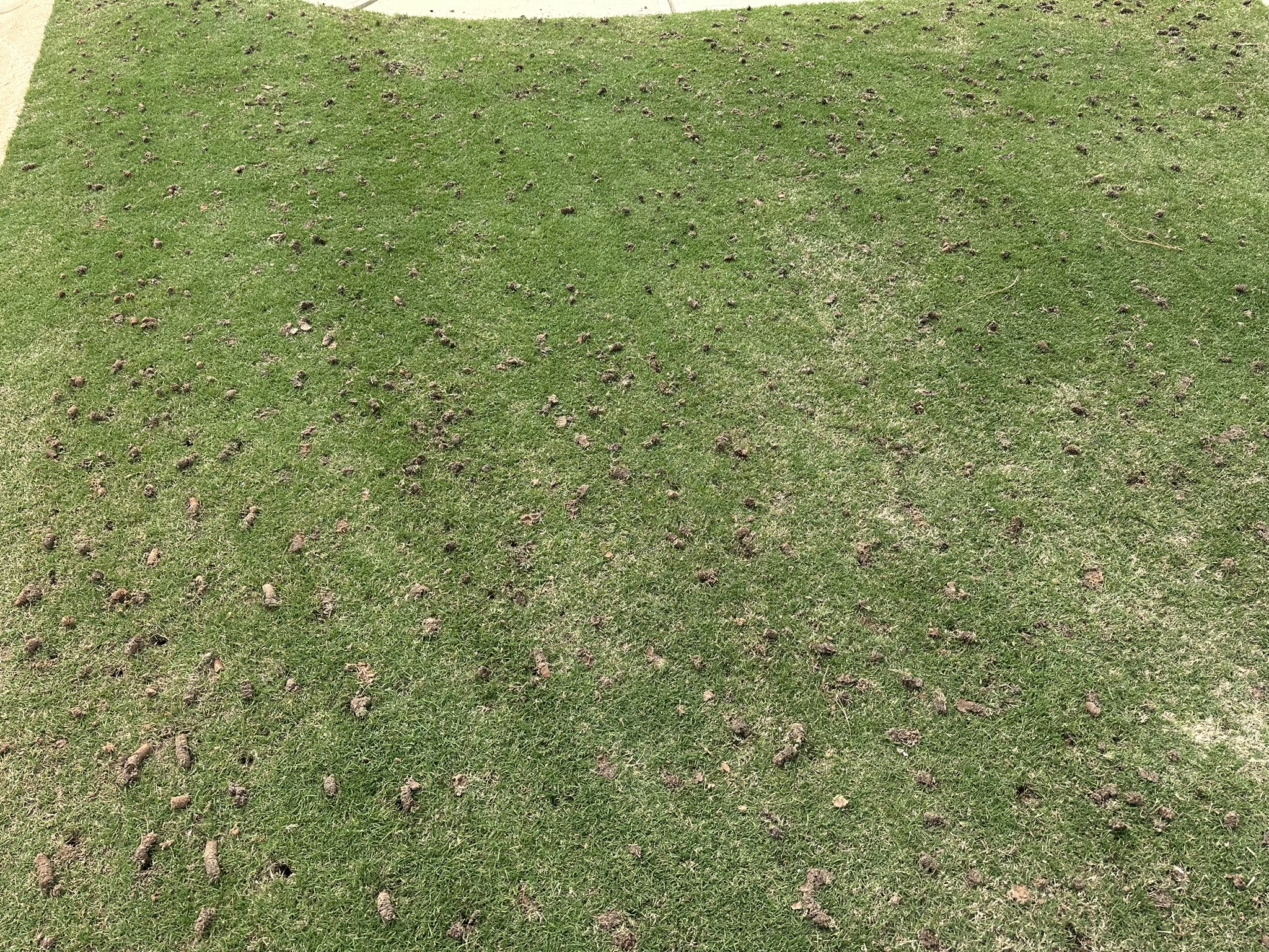 Lawn weed control service in Georgia with patchy grass areas