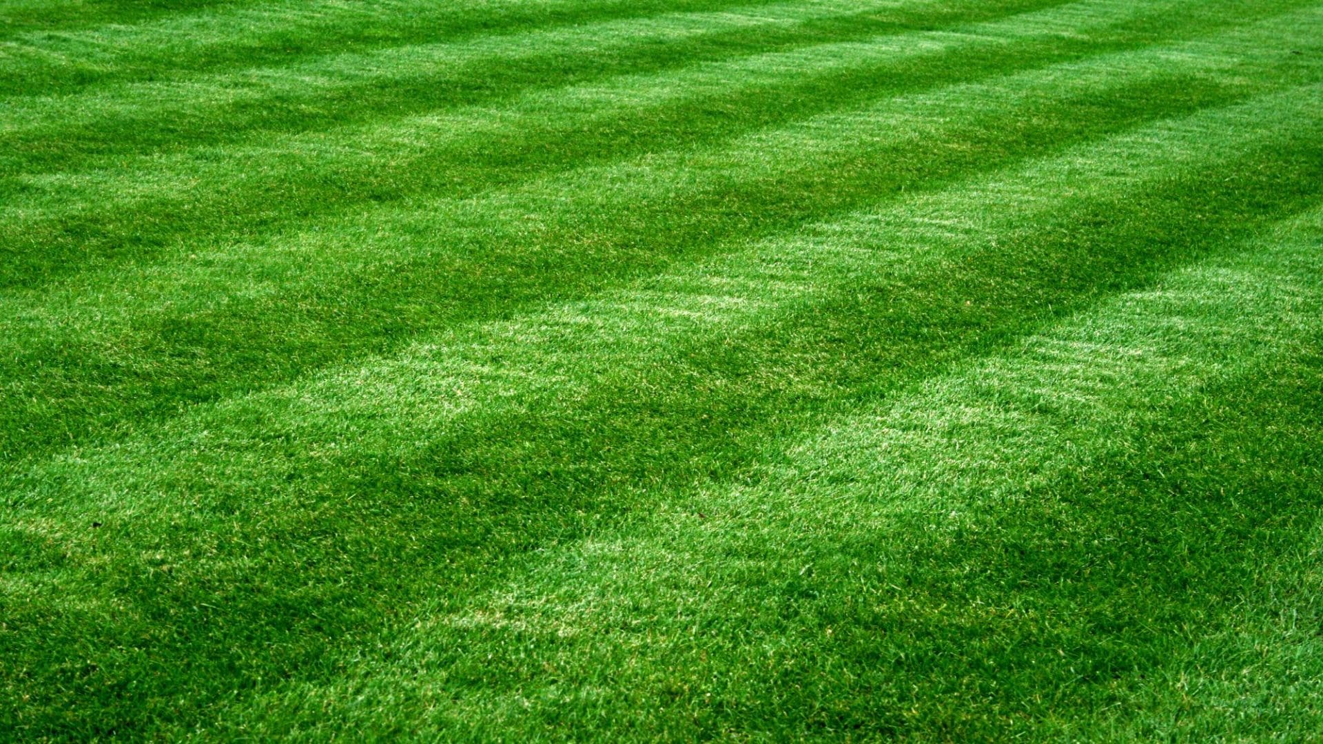 Harlem, GA - Augusta Grass Masters