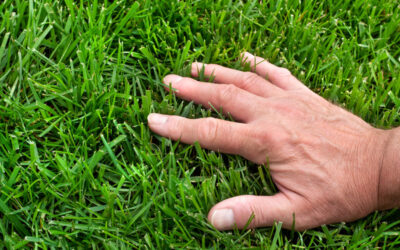 Professional Lawn Weed Control Services in Augusta, GA
