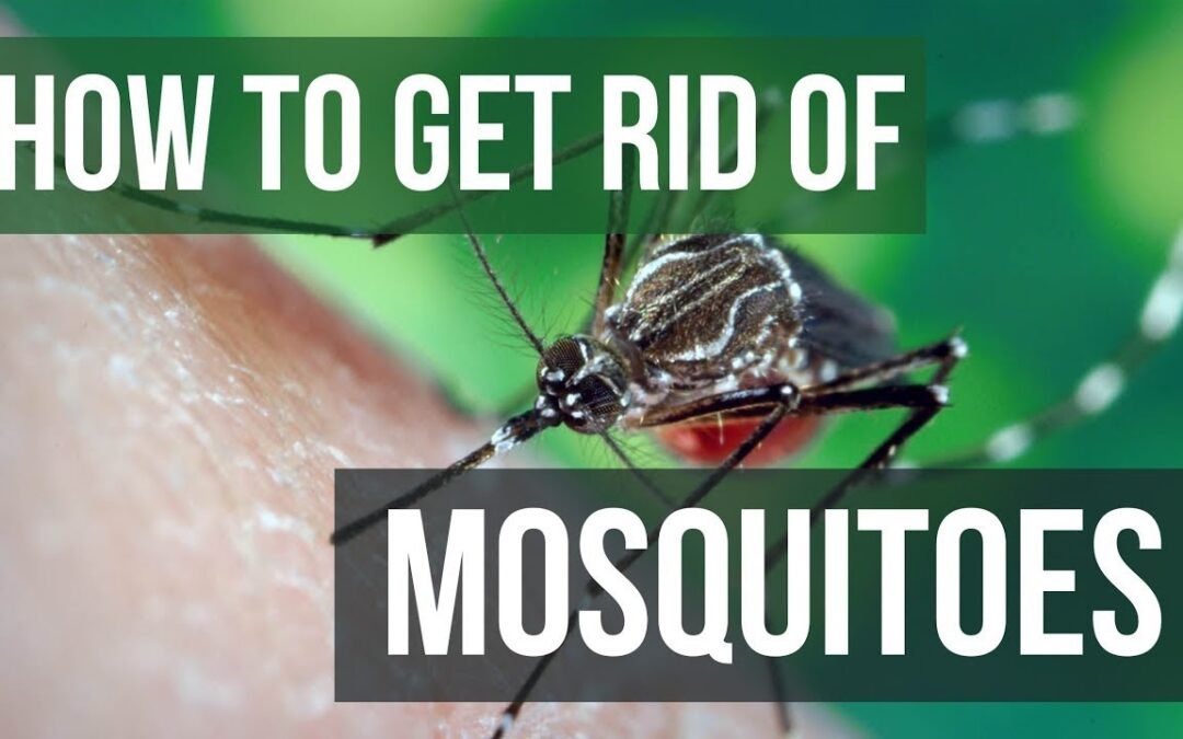 How to Get Rid Of Mosquitoes In Your Yard