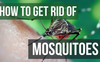 How to Get Rid Of Mosquitoes In Your Yard