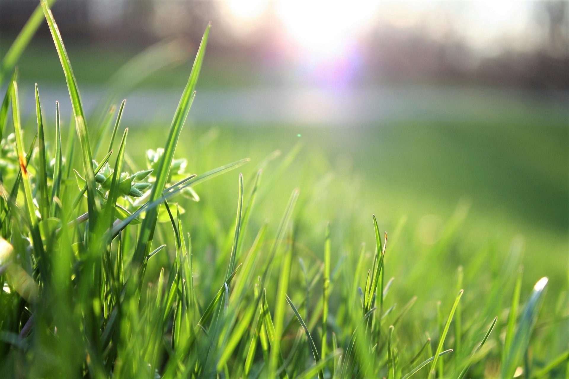 Lawn care service in Georgia with close-up of fresh grass blades